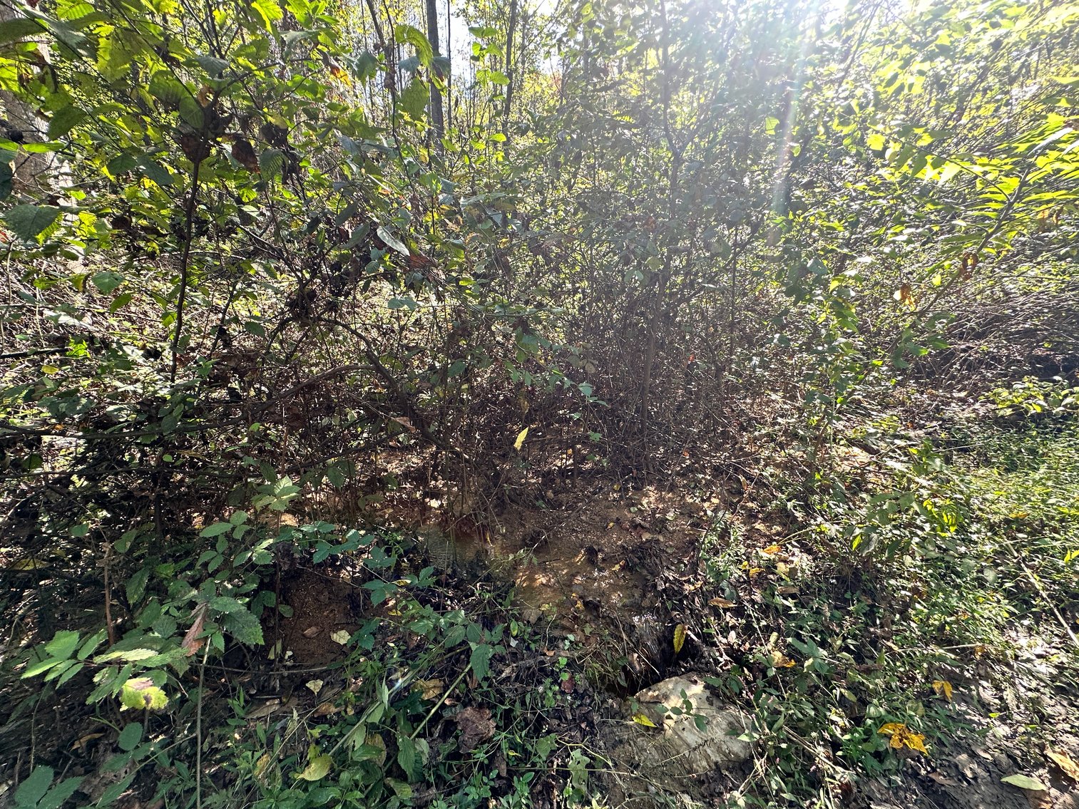 Image for 33.25 Acres with 5 Division Rights in Albemarle County. 5885 Brush Mountain Trl