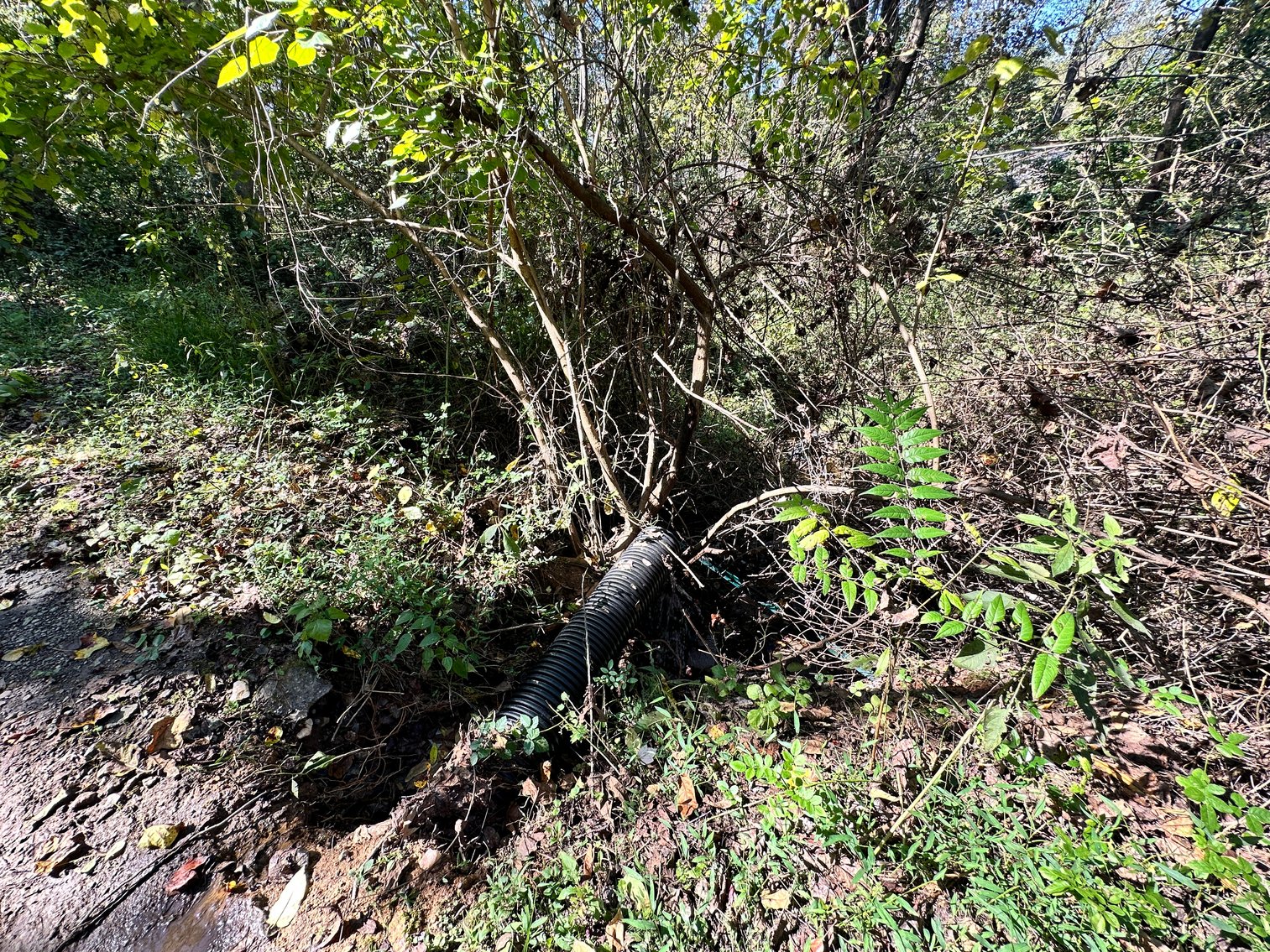 Image for 33.25 Acres with 5 Division Rights in Albemarle County. 5885 Brush Mountain Trl