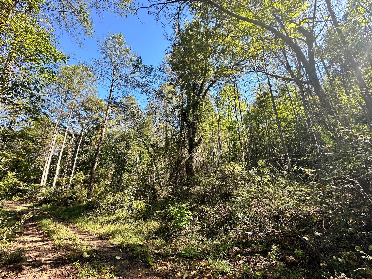 Image for 33.25 Acres with 5 Division Rights in Albemarle County. 5885 Brush Mountain Trl