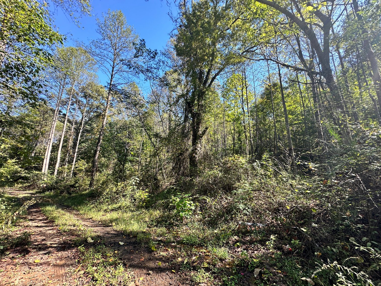 Image for 33.25 Acres with 5 Division Rights in Albemarle County. 5885 Brush Mountain Trl