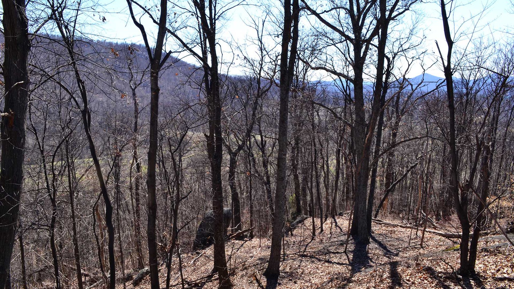 Image for 33.25 Acres with 5 Division Rights in Albemarle County. 5885 Brush Mountain Trl