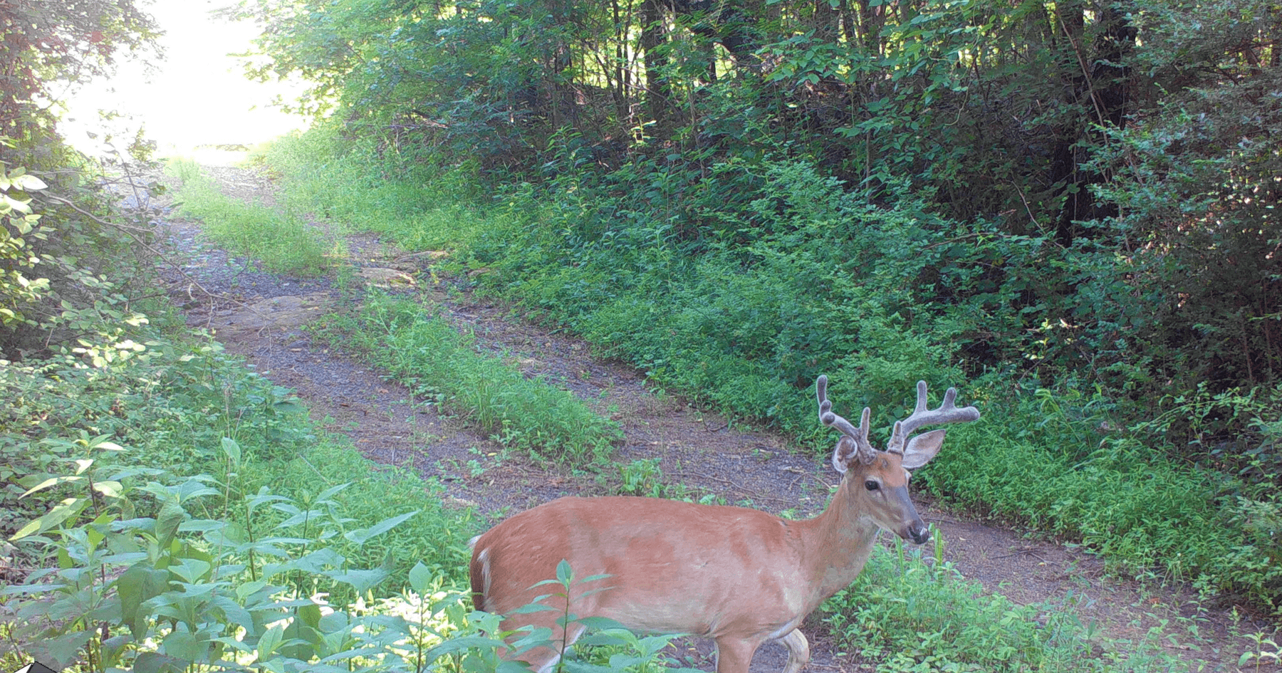Image for 33.25 Acres with 5 Division Rights in Albemarle County. 5885 Brush Mountain Trl