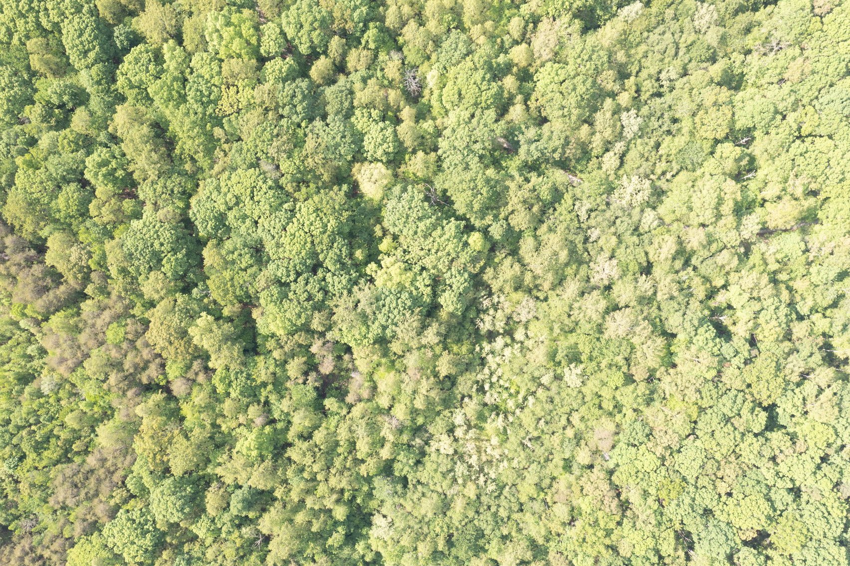 Image for Court Ordered Auction for the Estate of Charles Goode - 37 Acres in Powhatan, VA