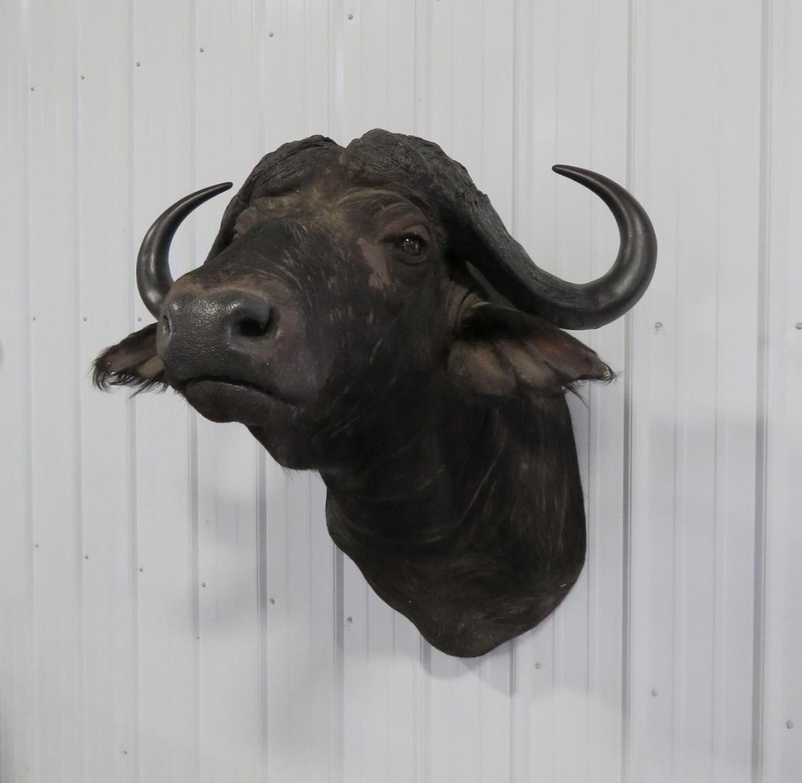 Image for Safari Taxidermy