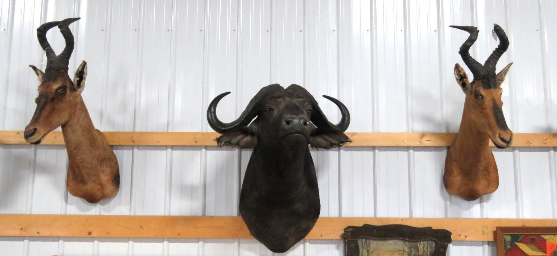 Image for Safari Taxidermy