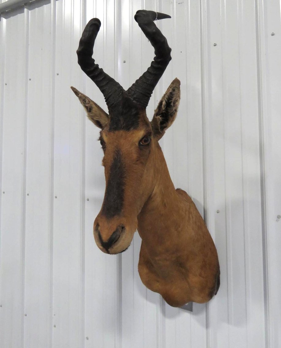 Image for Safari Taxidermy