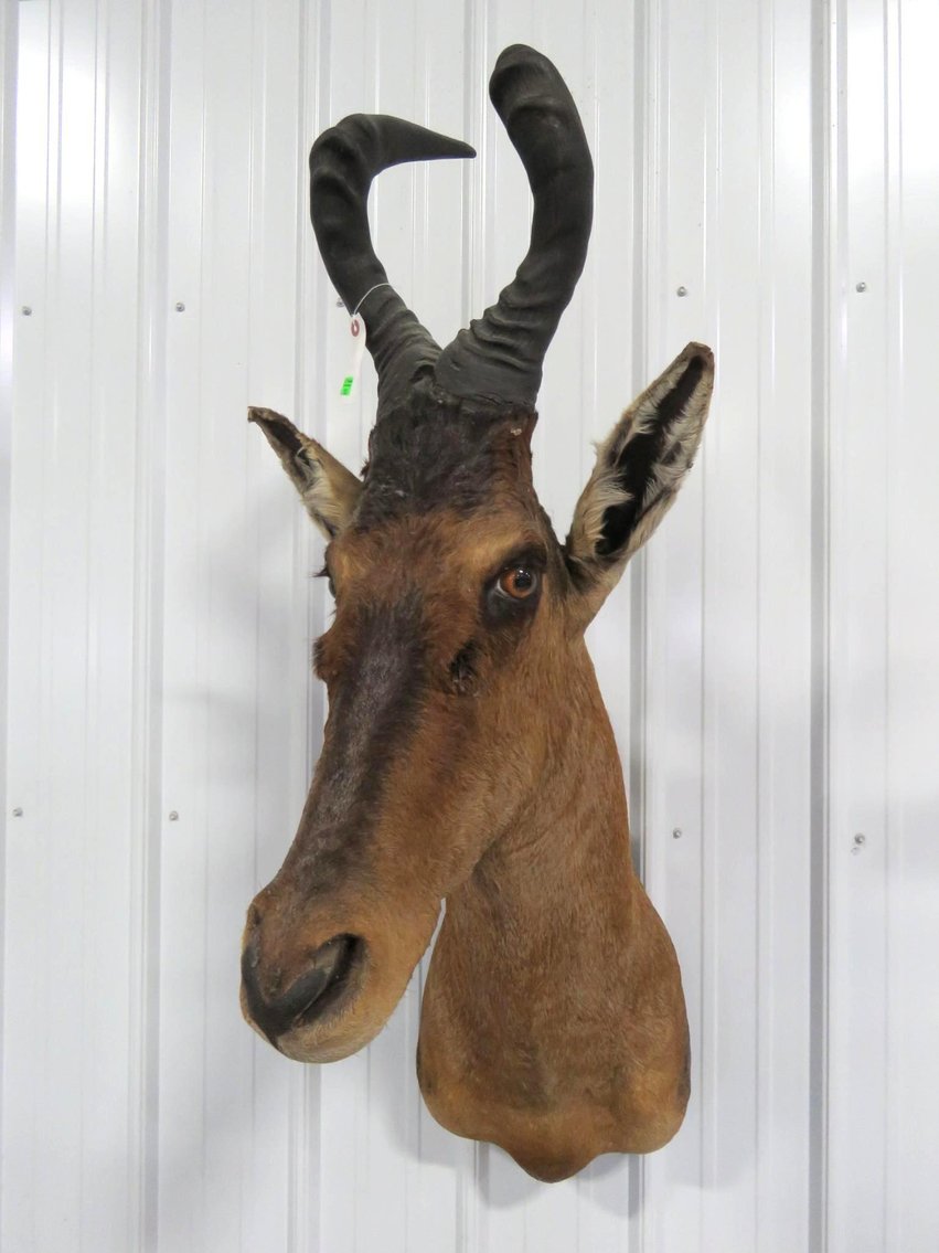 Image for Safari Taxidermy