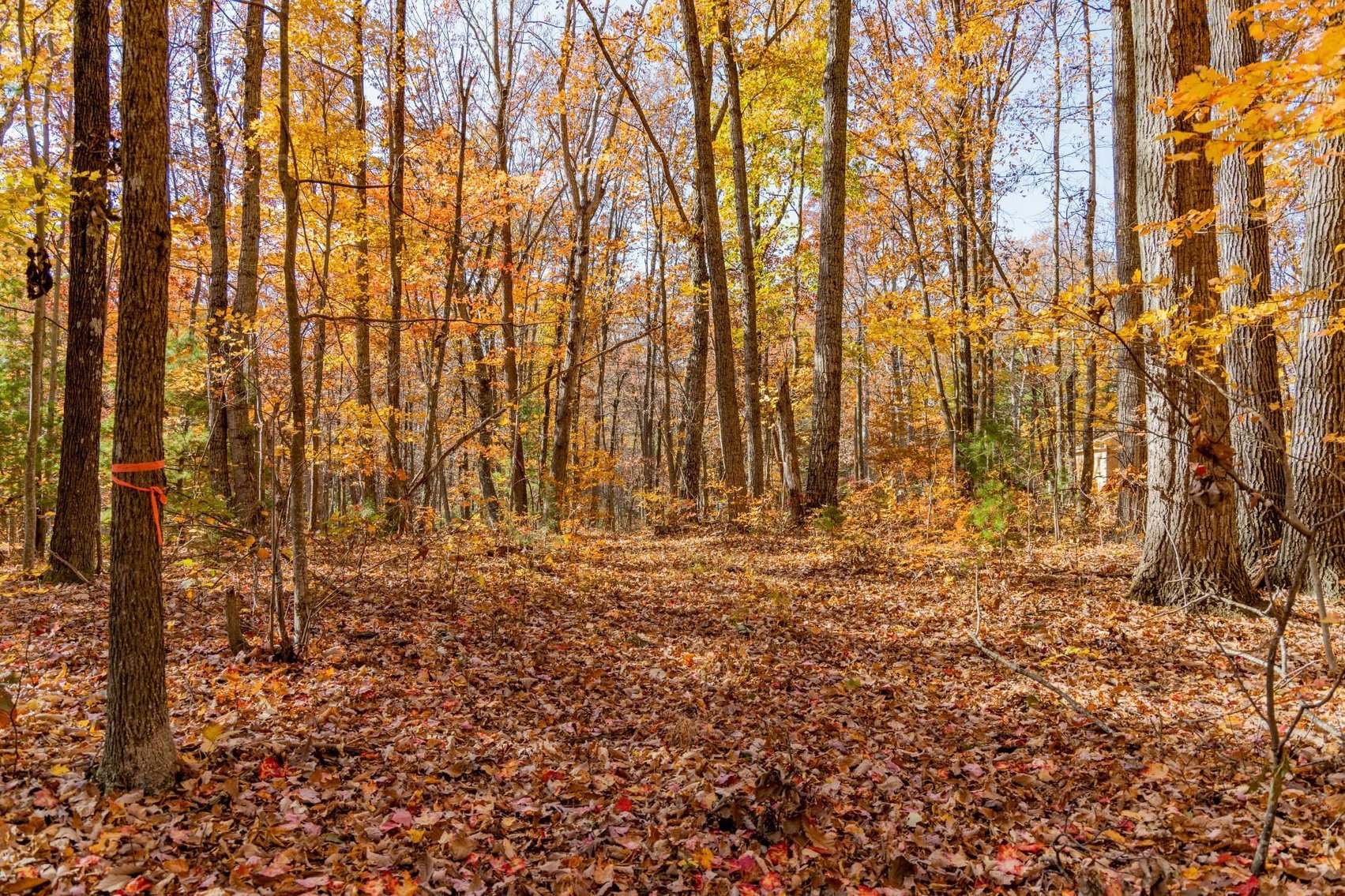 Image for Greenville Real Estate Auction