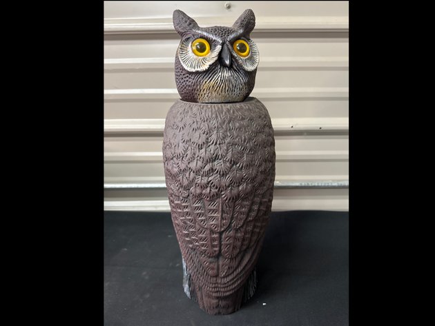 Image for Owl