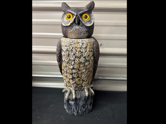 Image for Owl