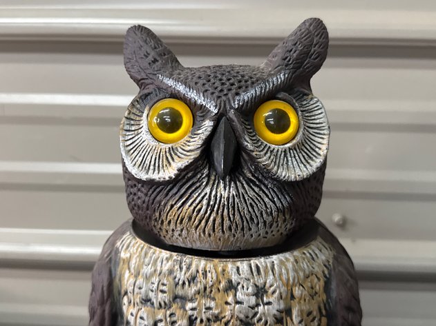 Image for Owl