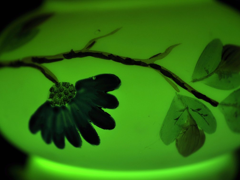 Uranium Glass Vases w/ Pink Ruffled Rim