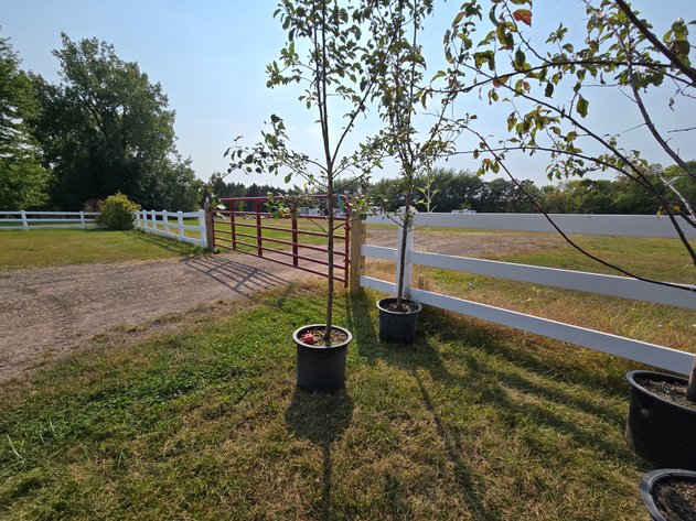 Image for September Consignments Ring 3