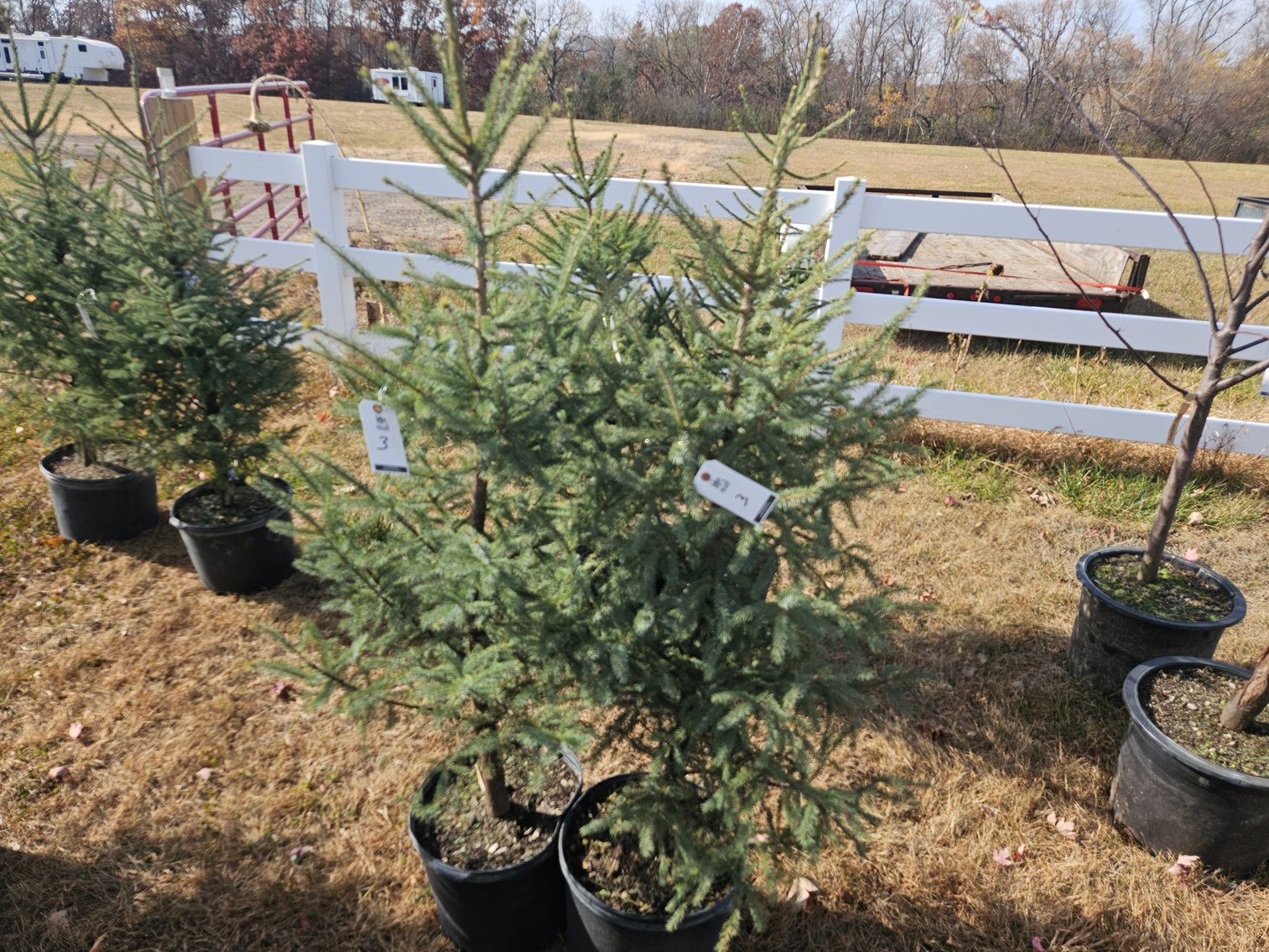 Image for October Trees