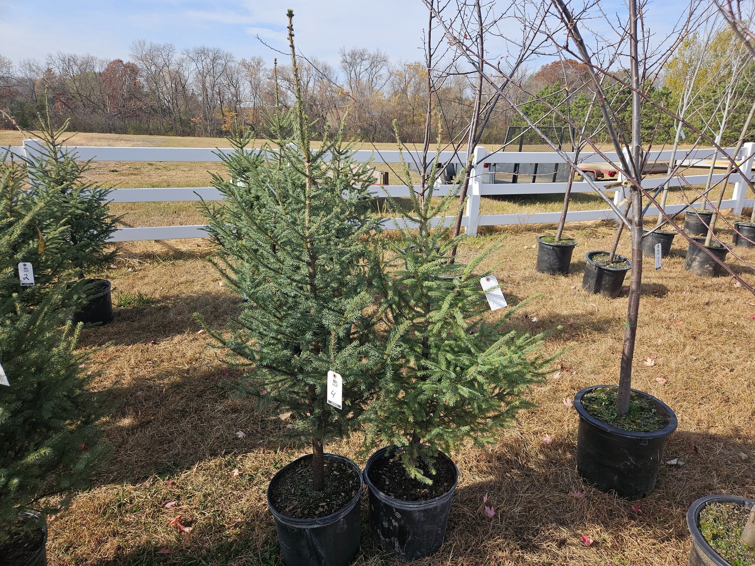 Image for October Trees