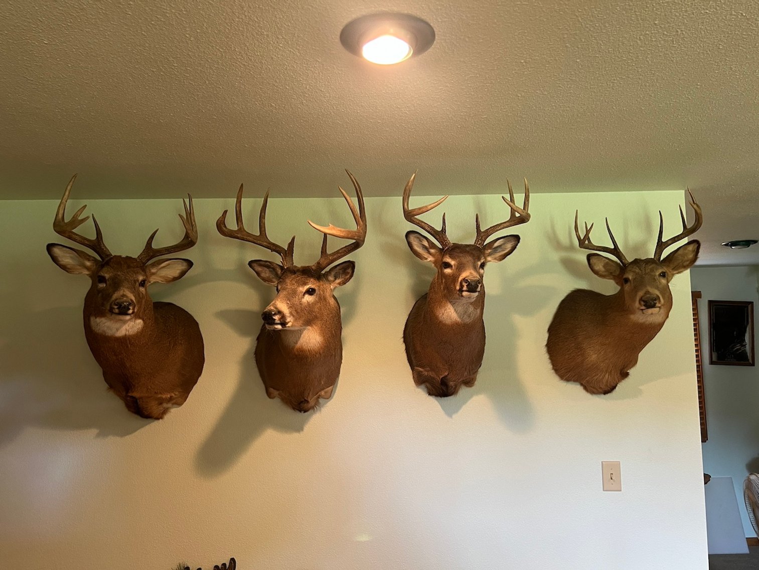 Image for Rhinelander/Gleason, Wi ATVs, Taxidermy, Tools, Car, sporting Goods, Guns, Home Contents & More!