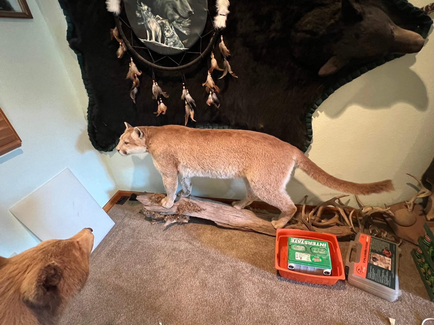 Image for Rhinelander/Gleason, Wi ATVs, Taxidermy, Tools, Car, sporting Goods, Guns, Home Contents & More!