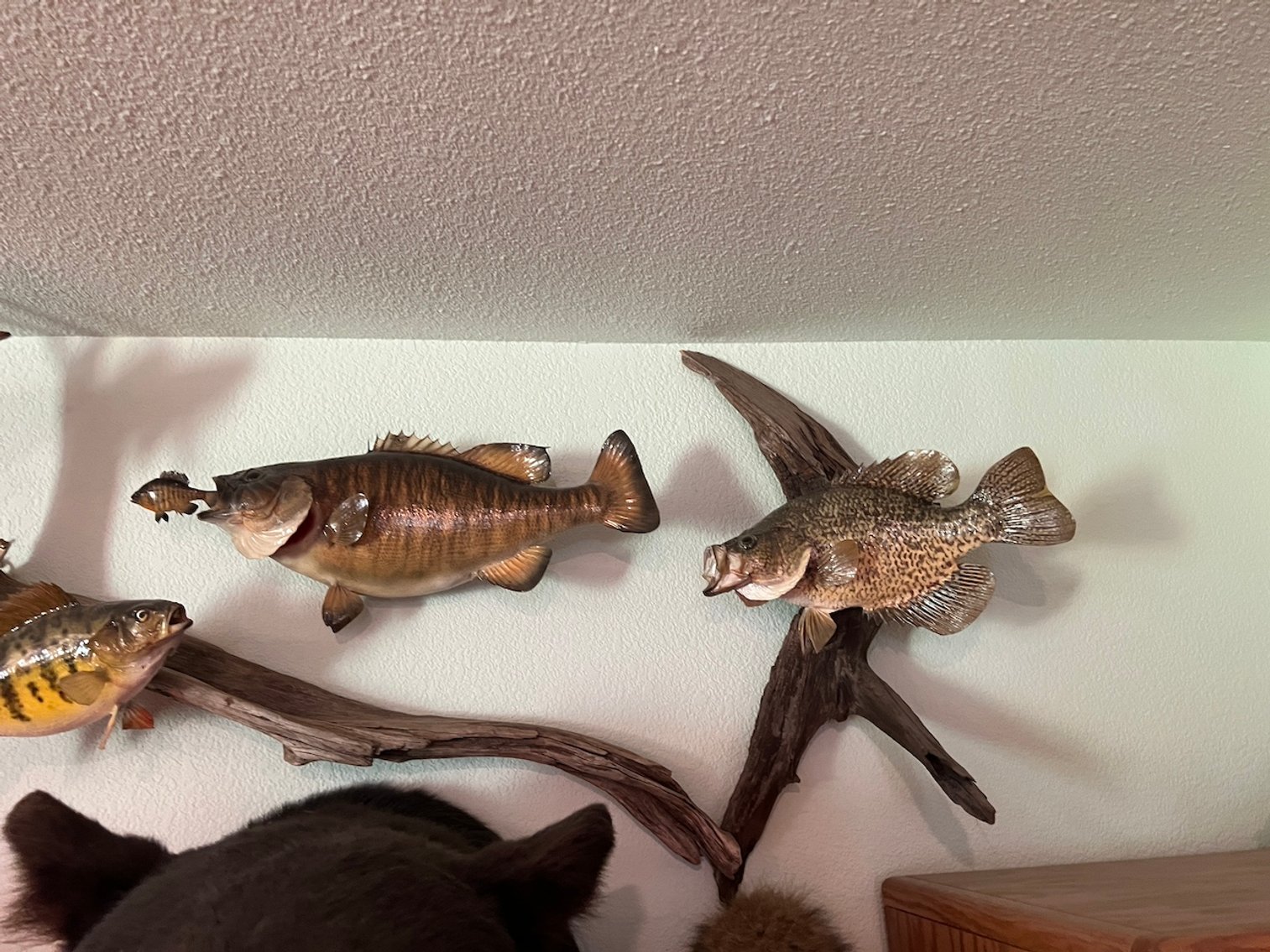 Image for Rhinelander/Gleason, Wi ATVs, Taxidermy, Tools, Car, sporting Goods, Guns, Home Contents & More!