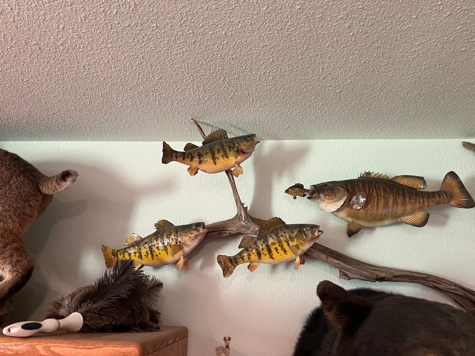 Image for Rhinelander/Gleason, Wi ATVs, Taxidermy, Tools, Car, sporting Goods, Guns, Home Contents & More!