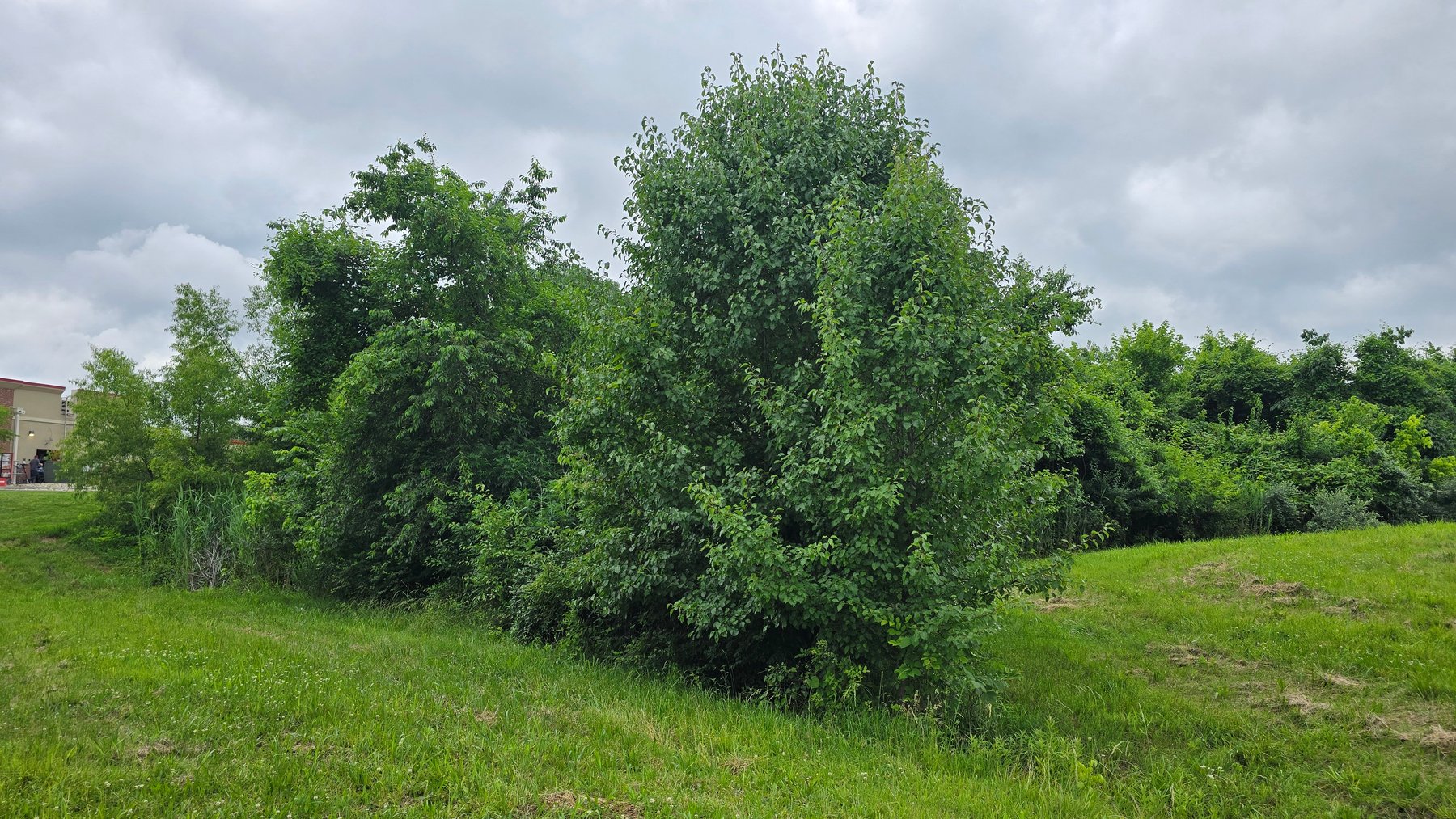 Image for 6.1 Acres - Commercial Development Tract - Carbondale, Illinois - Online Real Estate Auction