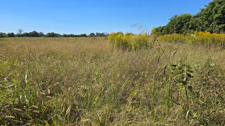 Image for LAND AUCTION - 68.9± ACRES IN 3 TRACTS WITH BARNS