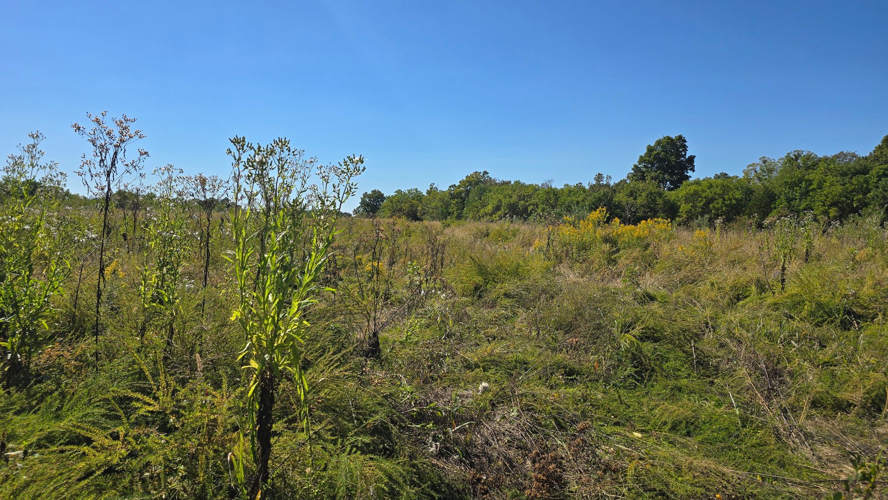 Image for LAND AUCTION - 68.9± ACRES IN 3 TRACTS WITH BARNS