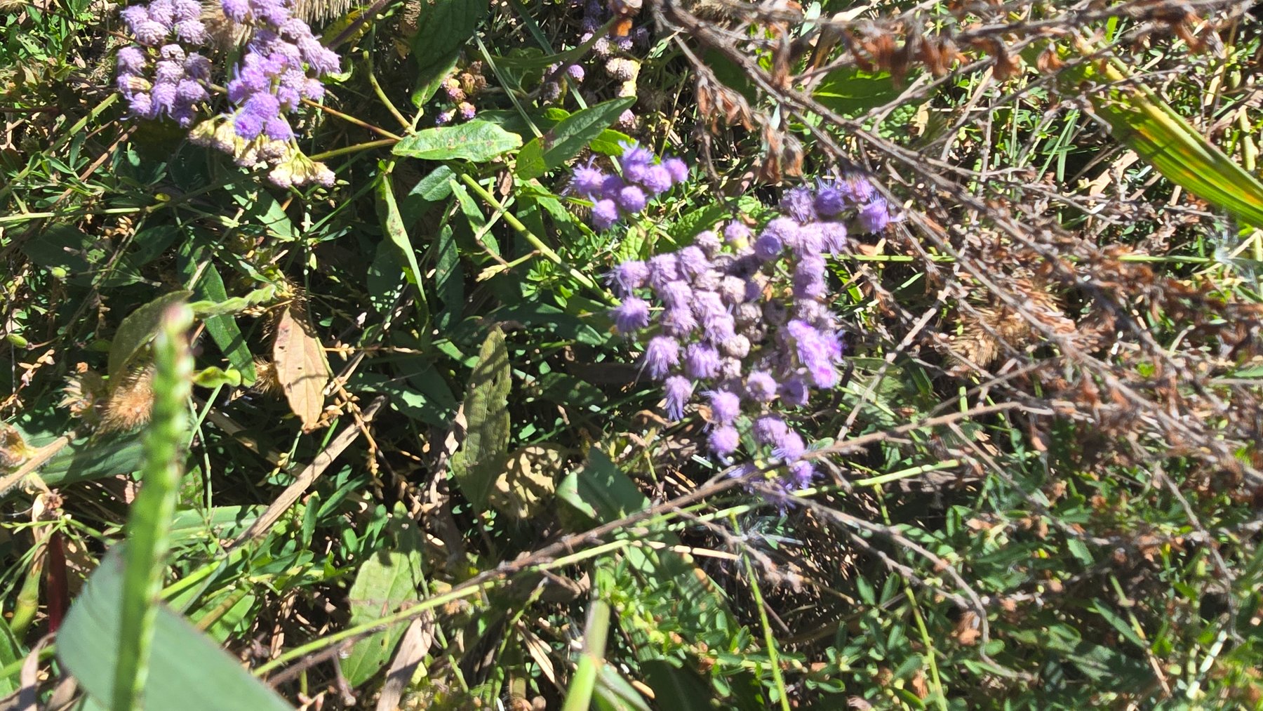 Image for LAND AUCTION - 68.9± ACRES IN 3 TRACTS WITH BARNS