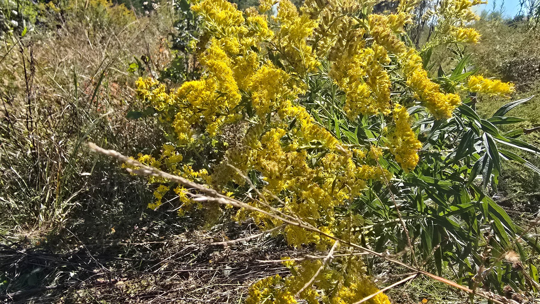 Image for LAND AUCTION - 68.9± ACRES IN 3 TRACTS WITH BARNS