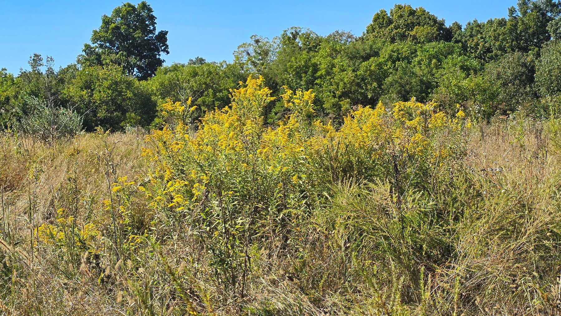 Image for LAND AUCTION - 68.9± ACRES IN 3 TRACTS WITH BARNS