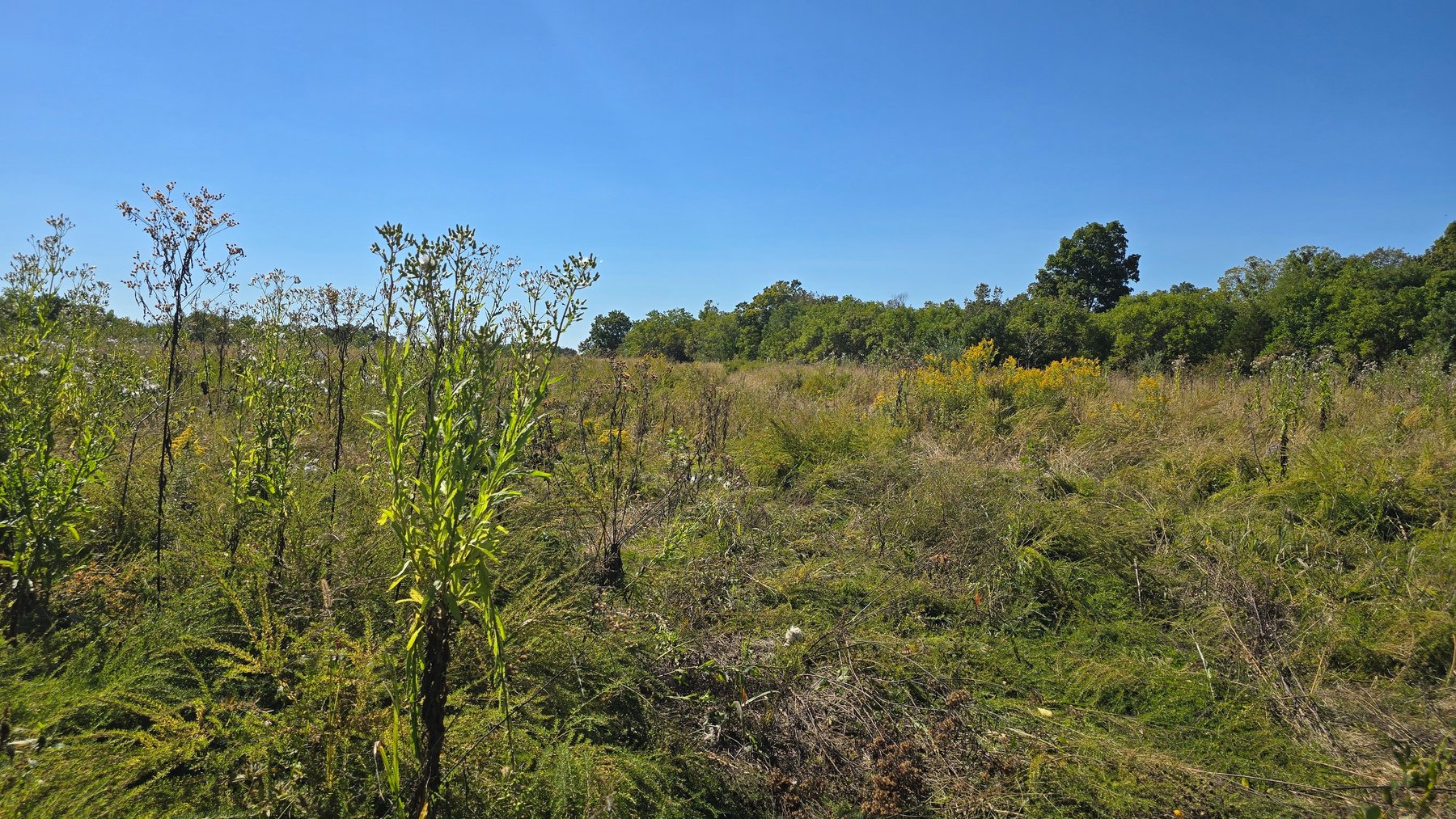 Image for LAND AUCTION - 68.9± ACRES IN 3 TRACTS WITH BARNS