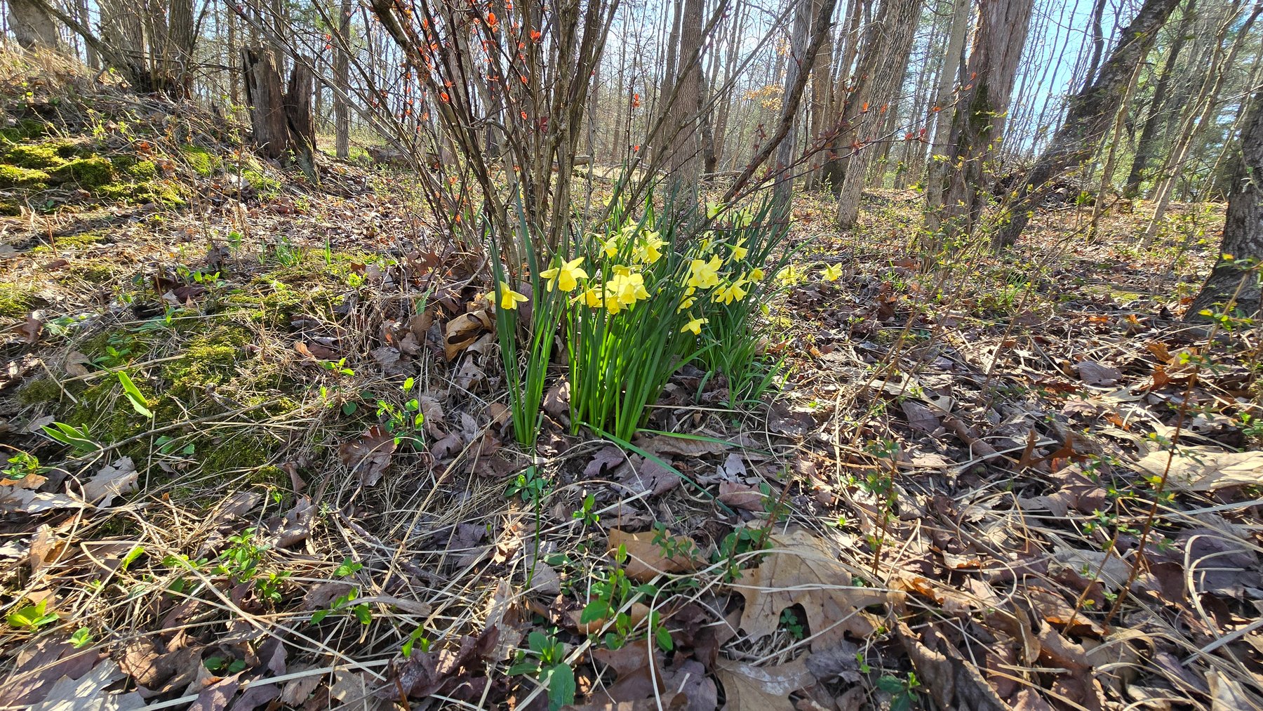 Image for 305 Campers Lane, Creal Springs, IL 62922