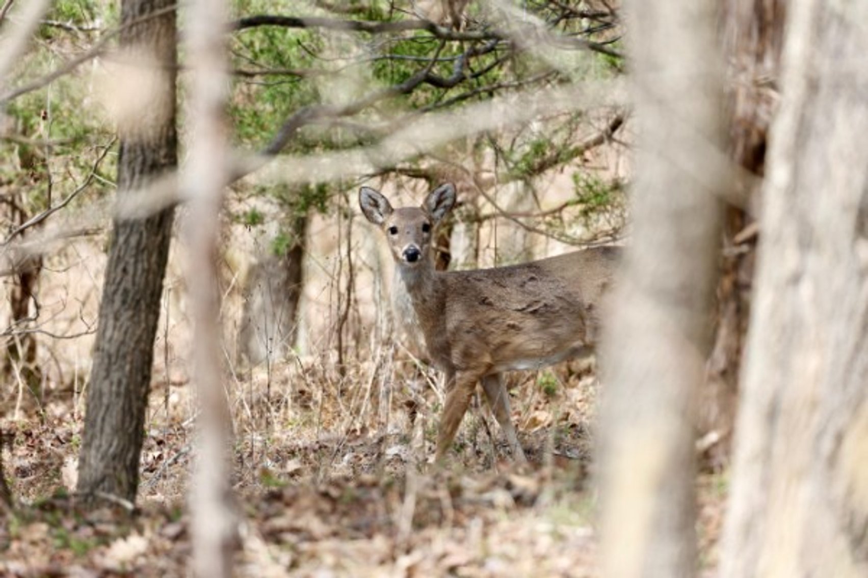 Image for 305 Campers Lane, Creal Springs, IL 62922