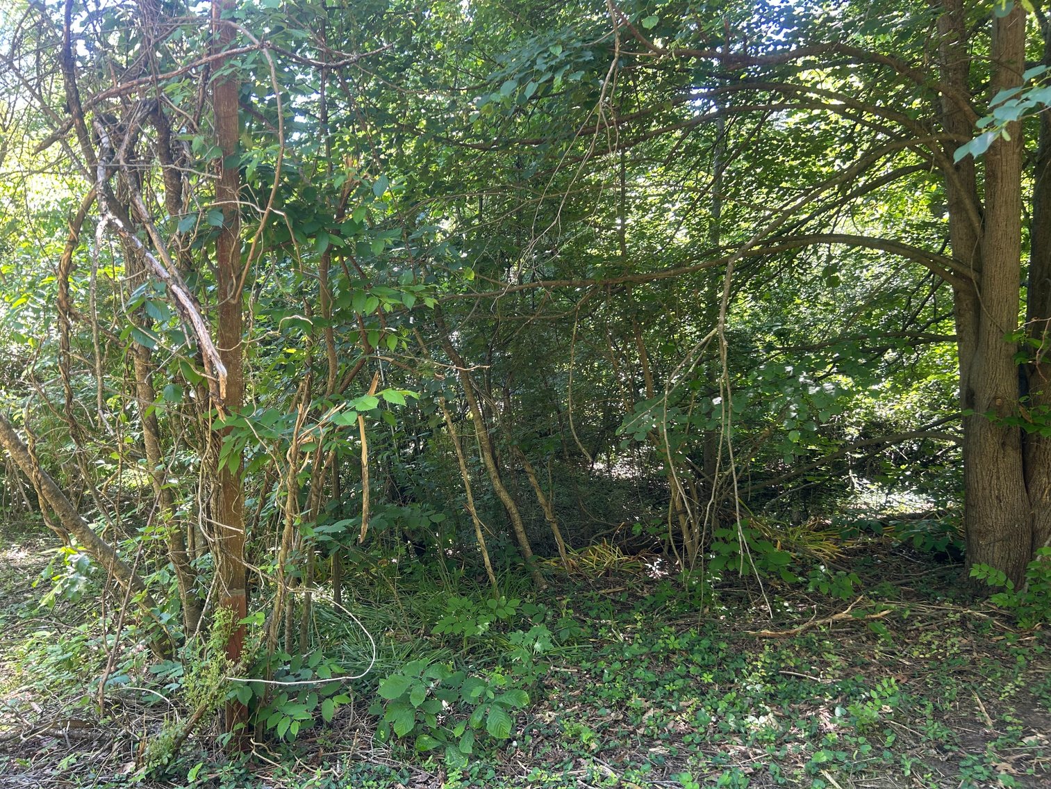 Image for 3993 Teddybear Lane, Carbondale, IL 62902