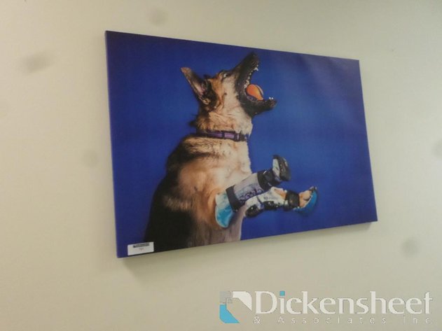 Image for DOG, CAT HALL PICTURES