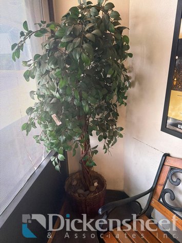 Image for WATERLESS POTTED PLANT