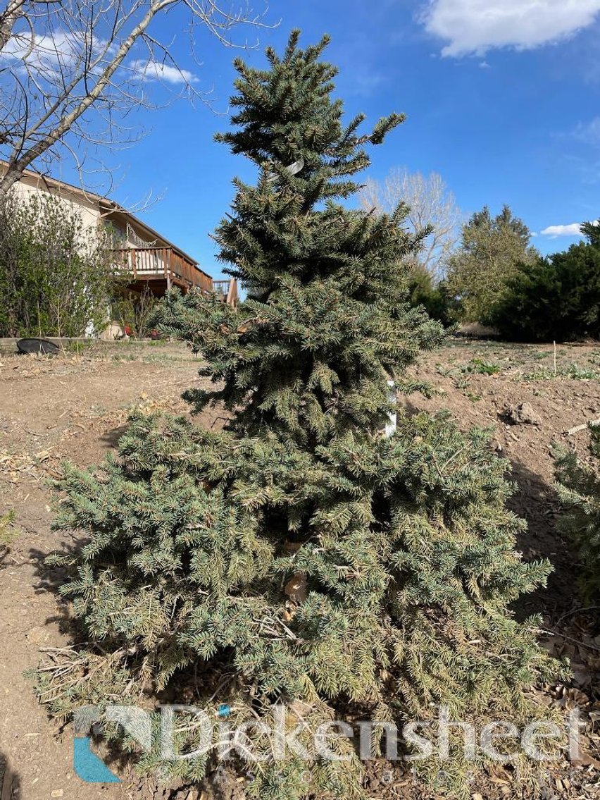 Image for NEAR PARKER-Castlewood Gardens-Trees, Shrubs, Boulders & More