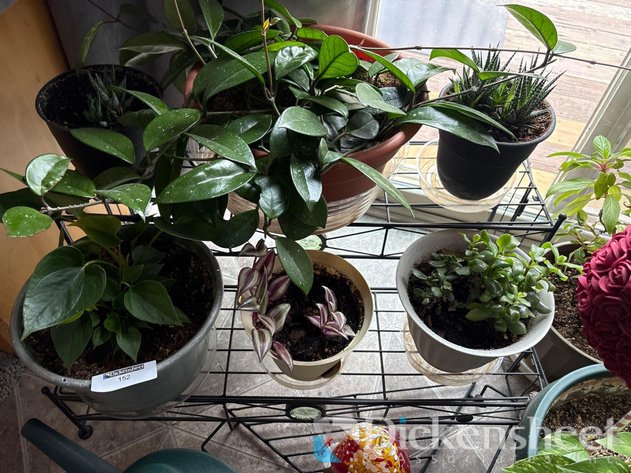 Image for LOT OF POTTED PLANTS