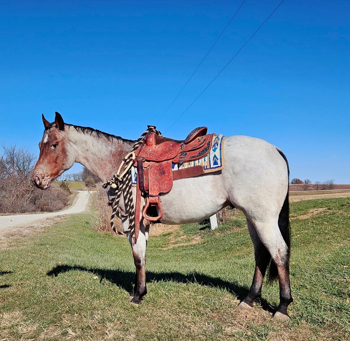 Image for Casino Classic NEW YEARS EVE All Breed Horse Sale - Oak Grove, Kentucky