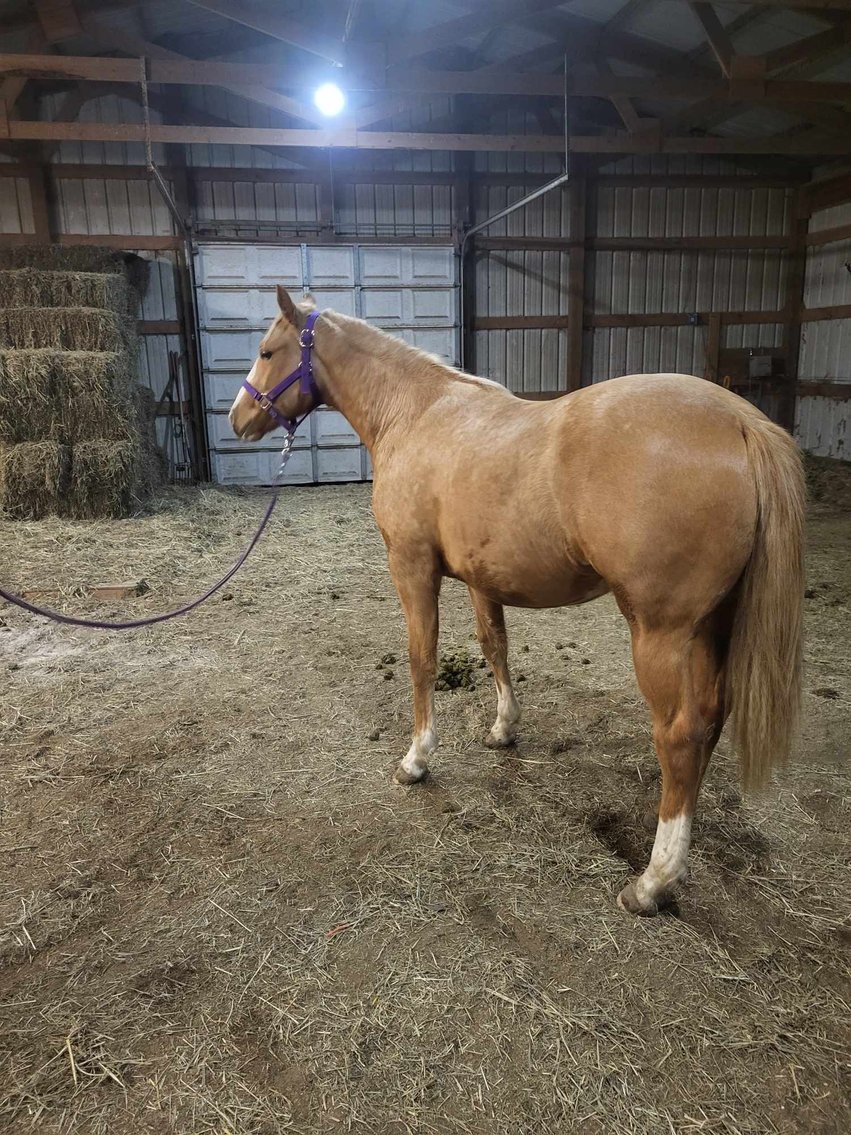 Image for CANCELLED Central Livestock Horse Sale January 13th CANCELLED DUE TO WEATHER