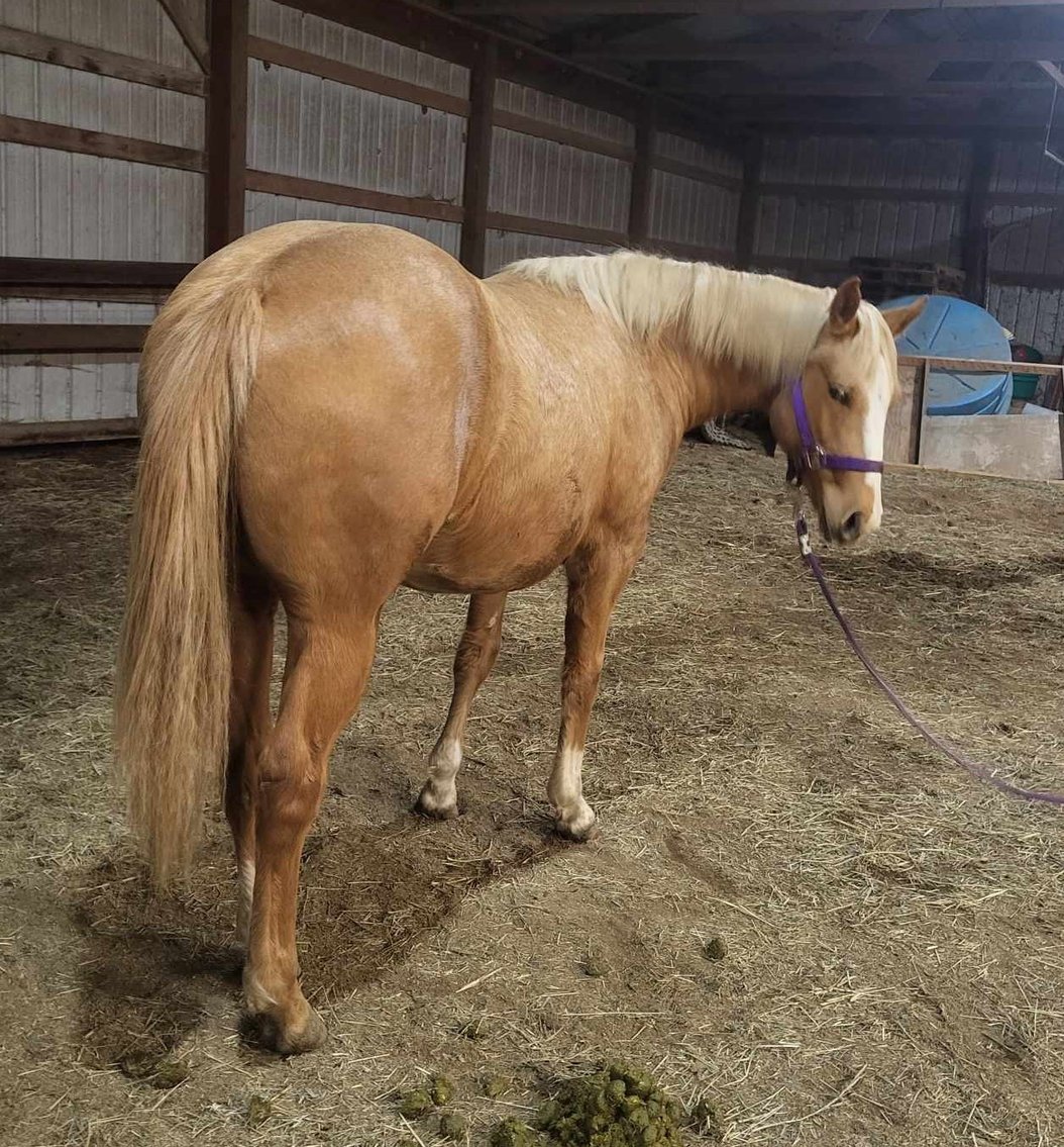 Image for CANCELLED Central Livestock Horse Sale January 13th CANCELLED DUE TO WEATHER