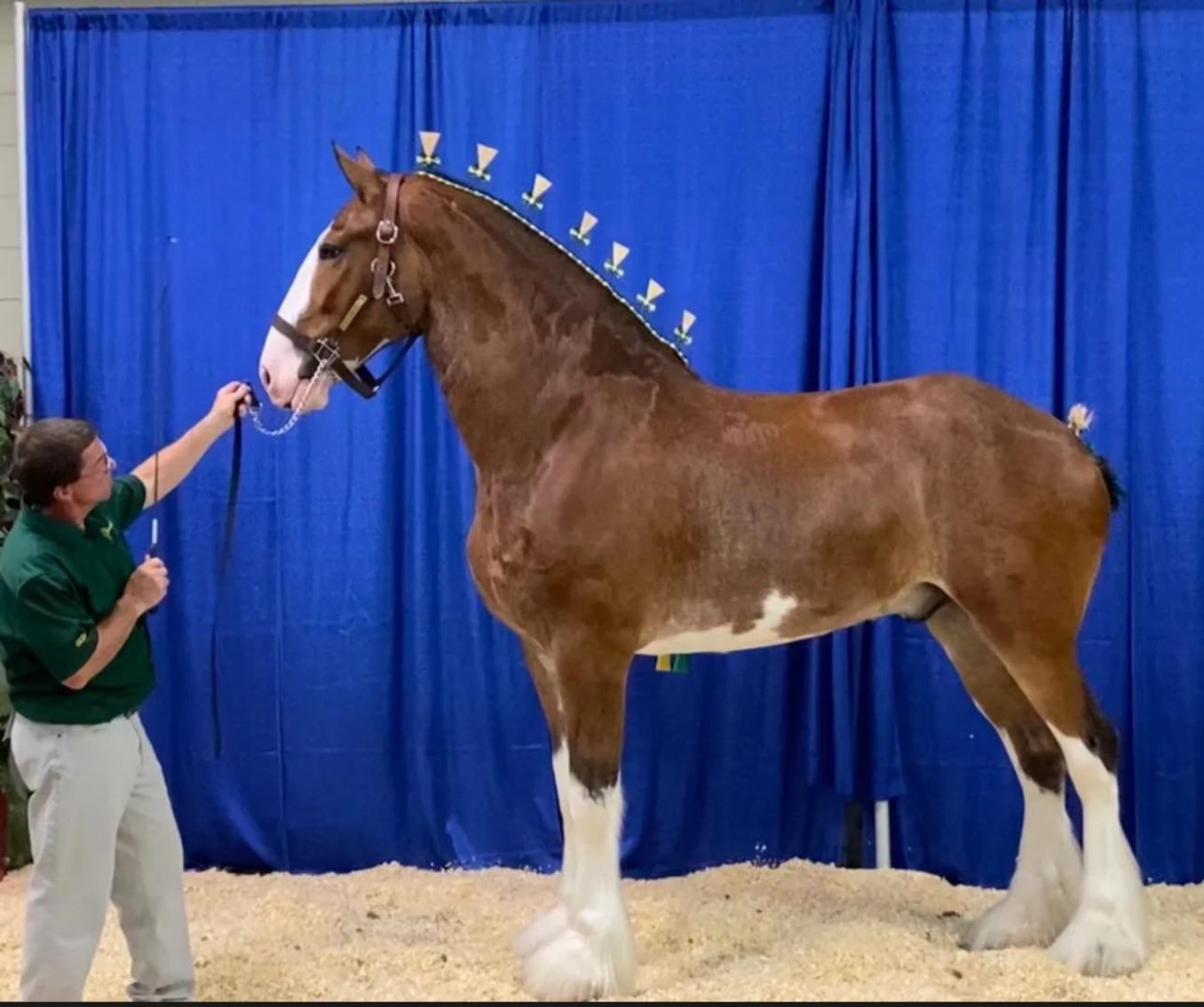 Image for 2024 National Clydesdale Sale - April 20th  Illinois State Fairgrounds