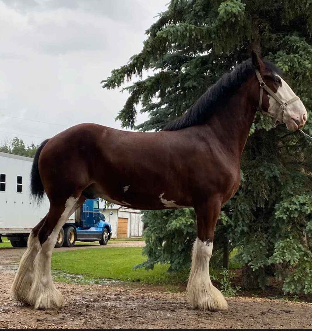 Image for 2024 National Clydesdale Sale - April 20th  Illinois State Fairgrounds