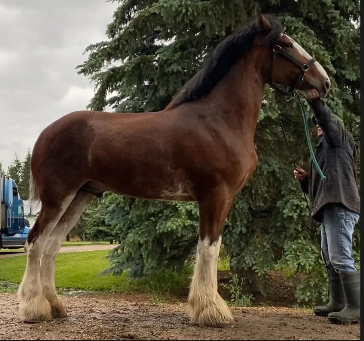 Image for 2024 National Clydesdale Sale - April 20th  Illinois State Fairgrounds