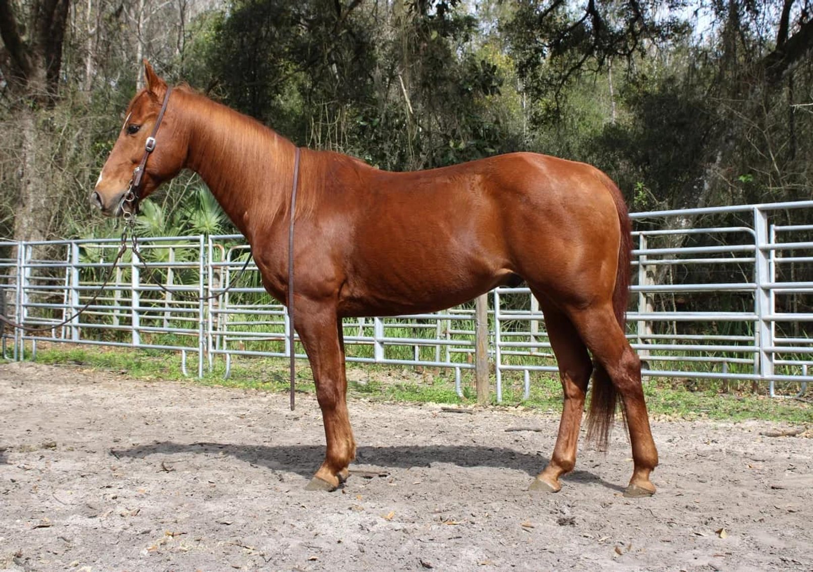 Horse Auctions USA