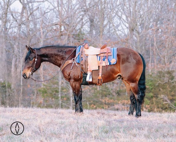 Image for Interstate Regional Stockyards Horse Sale - Cuba, Missouri WEDNESDAY June 19th