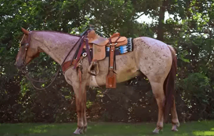 Image for Missouri Horse Auction FRIDAY JUNE 28TH - Springfield, MO