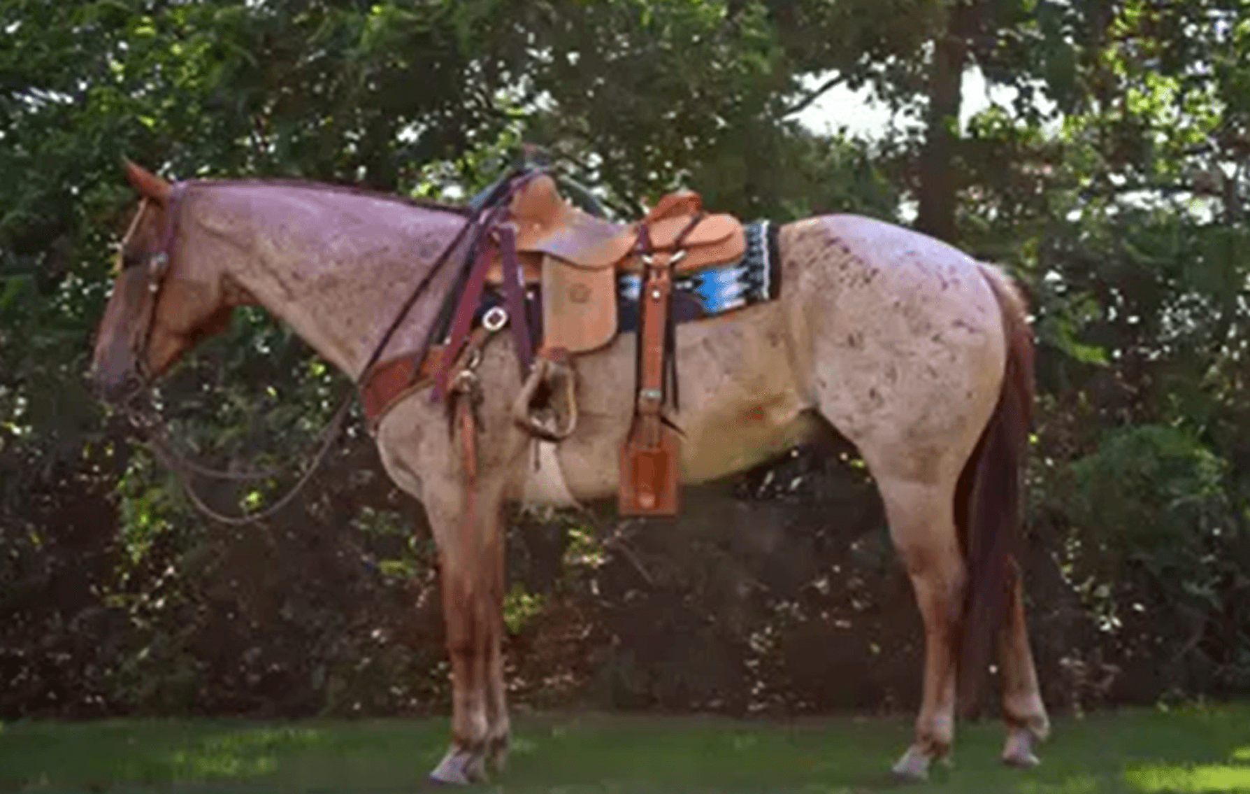 Image for Missouri Horse Auction FRIDAY JUNE 28TH - Springfield, MO