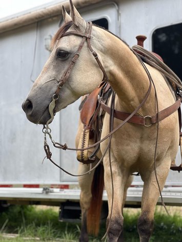 Image for Mize Horse Sale  SATURDAY JUNE 29TH - Mize, Mississippi