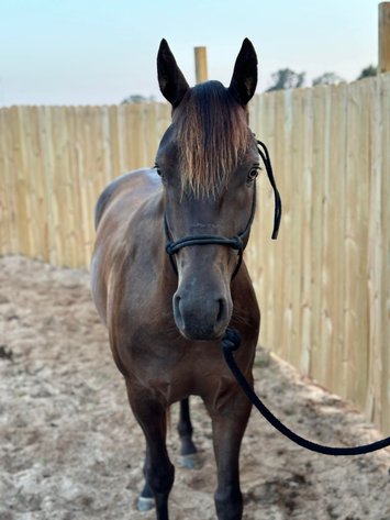 Image for Mize Horse Sale  SATURDAY JUNE 29TH - Mize, Mississippi