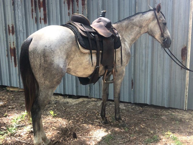 Image for Mize Horse Sale  SATURDAY JUNE 29TH - Mize, Mississippi